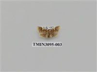 藏品(螟蛾139)的圖片